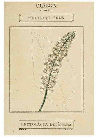 Reproducción/Reproduction 9901378263: Elements of the science of botany,. London,Printed by T. Bensley for J. Murray.1812.