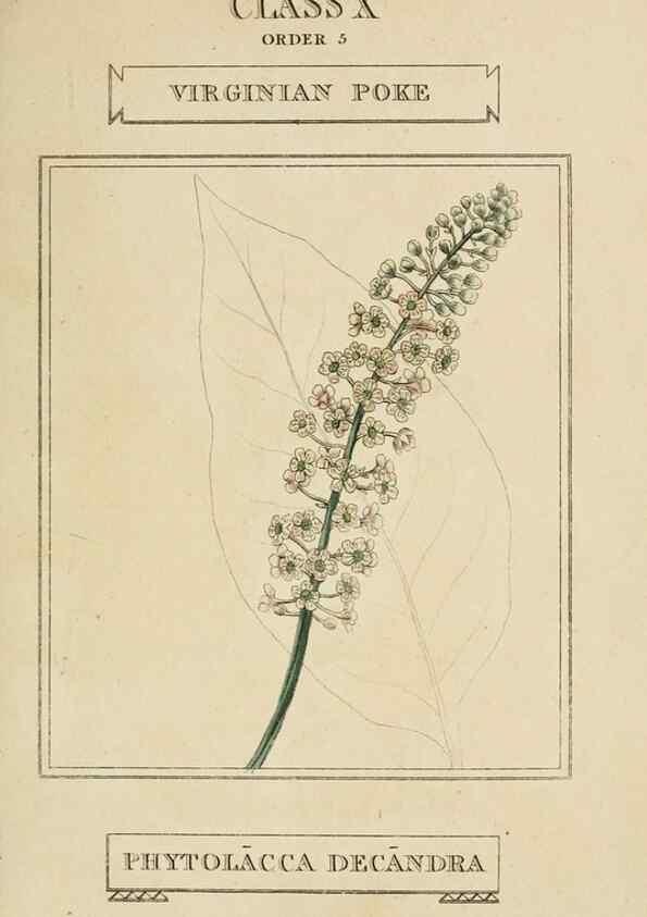 Reproducción/Reproduction 9901378263: Elements of the science of botany,. London,Printed by T. Bensley for J. Murray.1812.