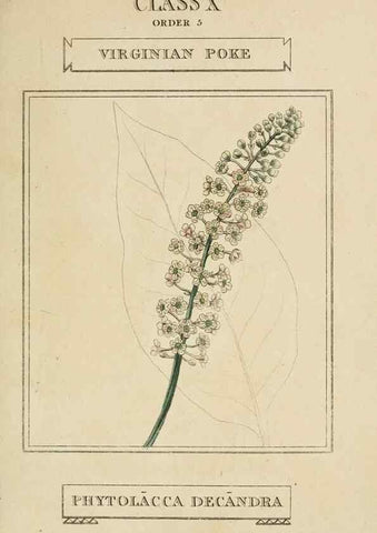 Reproducción/Reproduction 9901378263: Elements of the science of botany,. London,Printed by T. Bensley for J. Murray.1812.