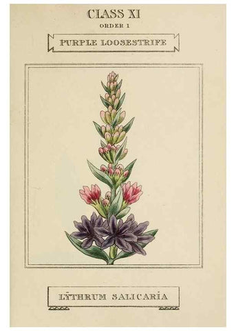 Reproducción/Reproduction 9901236215: Elements of the science of botany,. London,Printed by T. Bensley for J. Murray.1812.