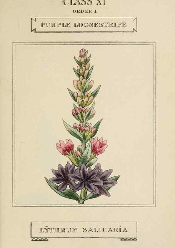 Reproducción/Reproduction 9901236215: Elements of the science of botany,. London,Printed by T. Bensley for J. Murray.1812.
