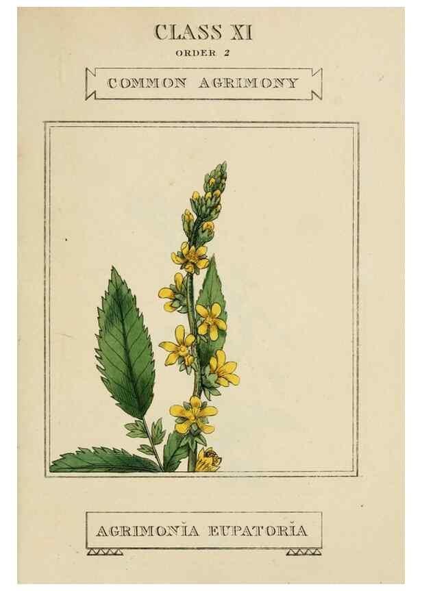 Reproducción/Reproduction 9901240085: Elements of the science of botany,. London,Printed by T. Bensley for J. Murray.1812.