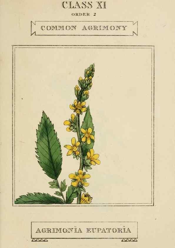 Reproducción/Reproduction 9901240085: Elements of the science of botany,. London,Printed by T. Bensley for J. Murray.1812.