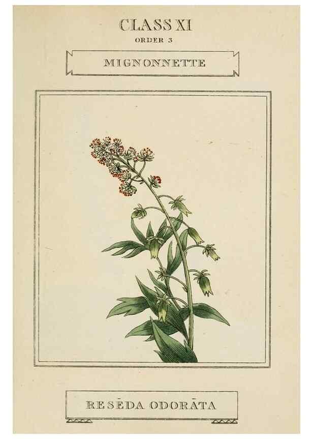 Reproducción/Reproduction 9901244065: Elements of the science of botany,. London,Printed by T. Bensley for J. Murray.1812.