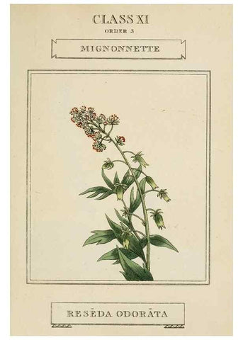 Reproducción/Reproduction 9901244065: Elements of the science of botany,. London,Printed by T. Bensley for J. Murray.1812.
