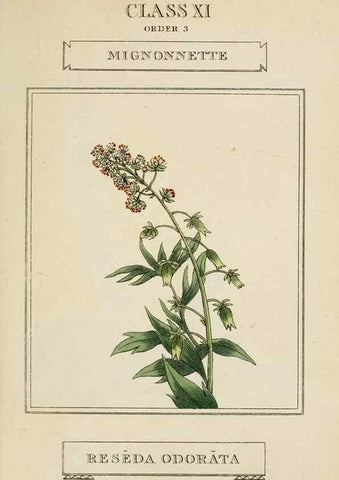 Reproducción/Reproduction 9901244065: Elements of the science of botany,. London,Printed by T. Bensley for J. Murray.1812.