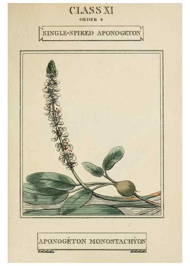Reproducción/Reproduction 9901395443: Elements of the science of botany,. London,Printed by T. Bensley for J. Murray.1812.