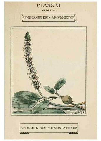 Reproducción/Reproduction 9901395443: Elements of the science of botany,. London,Printed by T. Bensley for J. Murray.1812.