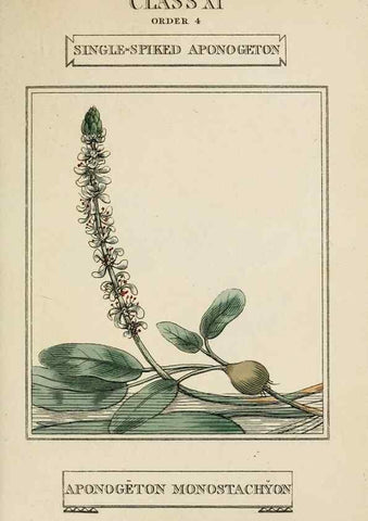 Reproducción/Reproduction 9901395443: Elements of the science of botany,. London,Printed by T. Bensley for J. Murray.1812.