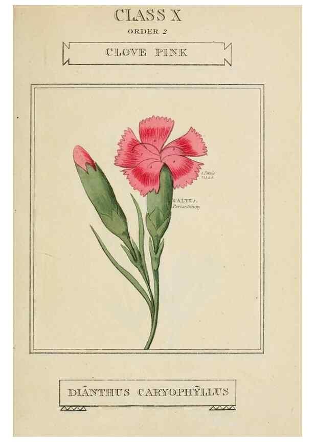 Reproducción/Reproduction 9901276124: Elements of the science of botany,. London,Printed by T. Bensley for J. Murray.1812.
