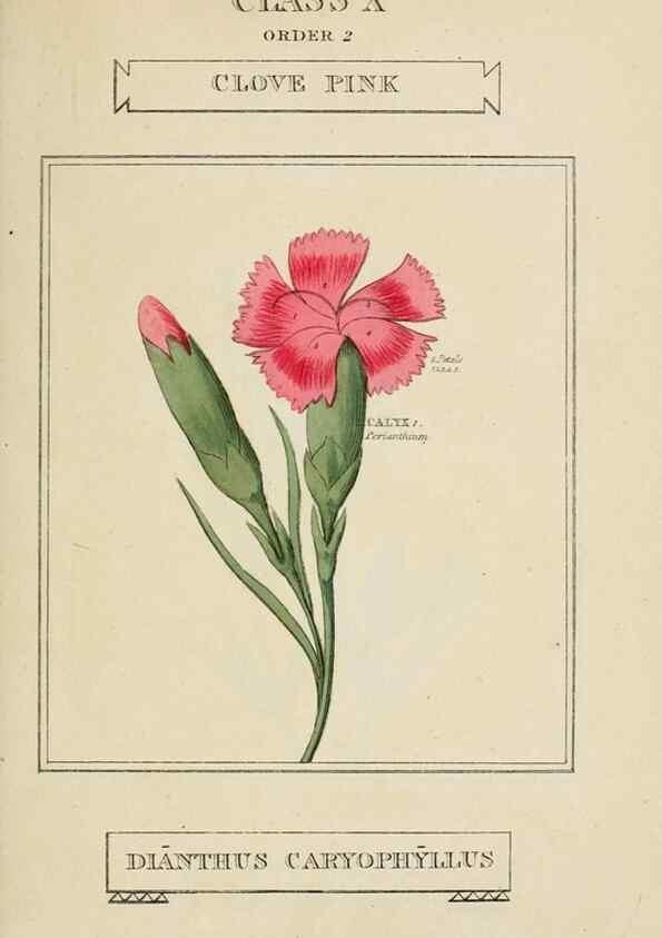 Reproducción/Reproduction 9901276124: Elements of the science of botany,. London,Printed by T. Bensley for J. Murray.1812.