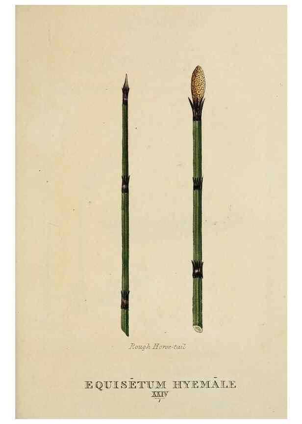 Reproducción/Reproduction 9900616603: Elements of the science of botany,. London,Printed by T. Bensley for J. Murray.1812.