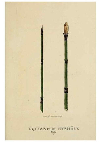 Reproducción/Reproduction 9900616603: Elements of the science of botany,. London,Printed by T. Bensley for J. Murray.1812.