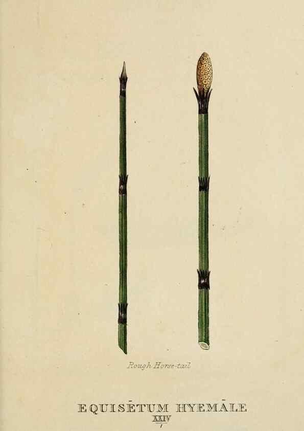 Reproducción/Reproduction 9900616603: Elements of the science of botany,. London,Printed by T. Bensley for J. Murray.1812.