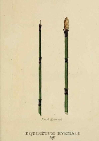 Reproducción/Reproduction 9900616603: Elements of the science of botany,. London,Printed by T. Bensley for J. Murray.1812.