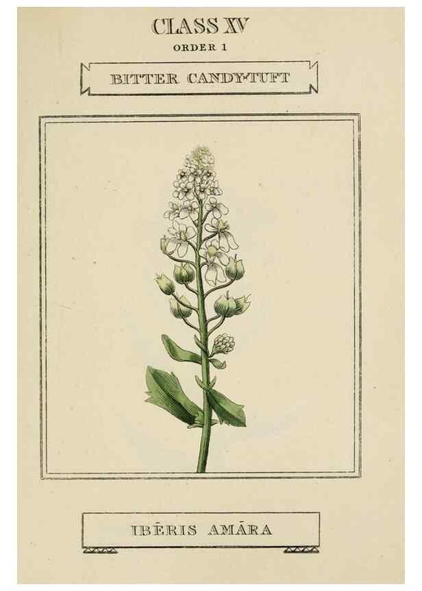 Reproducción/Reproduction 9901760446: Elements of the science of botany,. London,Printed by T. Bensley for J. Murray.1812.