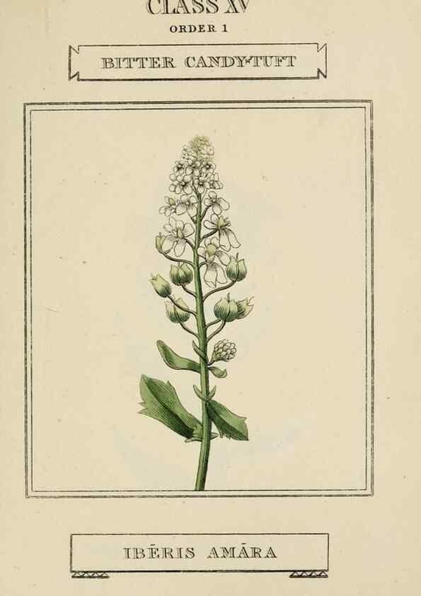 Reproducción/Reproduction 9901760446: Elements of the science of botany,. London,Printed by T. Bensley for J. Murray.1812.