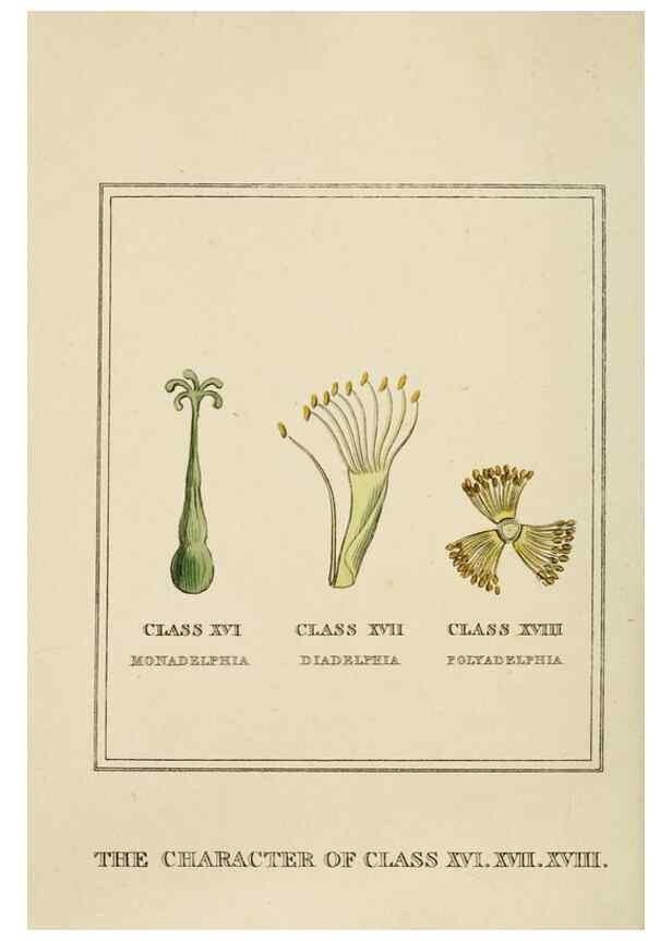 Reproducción/Reproduction 9901768256: Elements of the science of botany,. London,Printed by T. Bensley for J. Murray.1812.