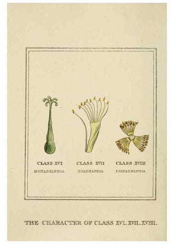Reproducción/Reproduction 9901768256: Elements of the science of botany,. London,Printed by T. Bensley for J. Murray.1812.