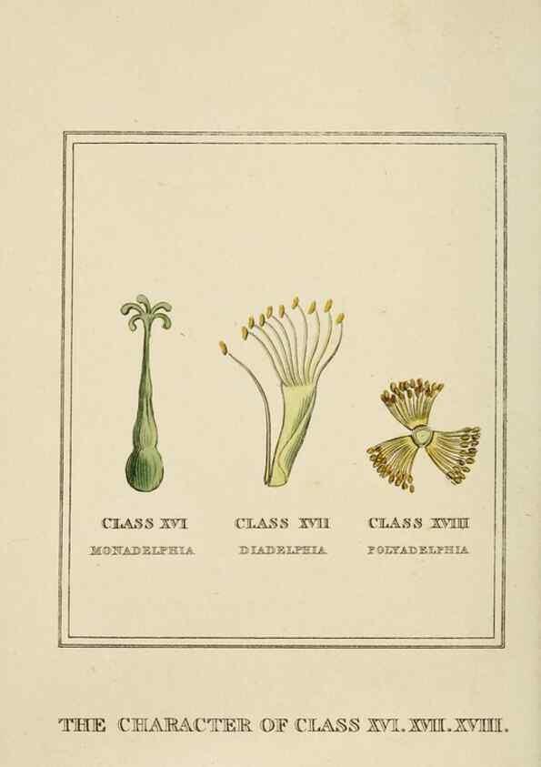 Reproducción/Reproduction 9901768256: Elements of the science of botany,. London,Printed by T. Bensley for J. Murray.1812.