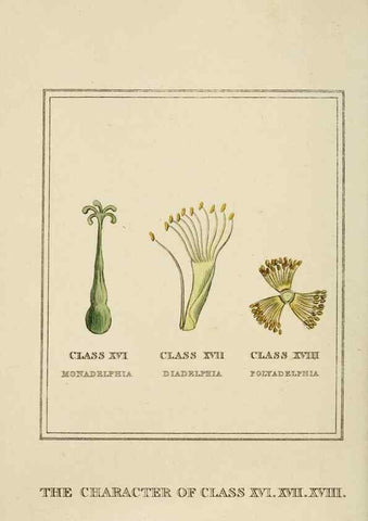 Reproducción/Reproduction 9901768256: Elements of the science of botany,. London,Printed by T. Bensley for J. Murray.1812.