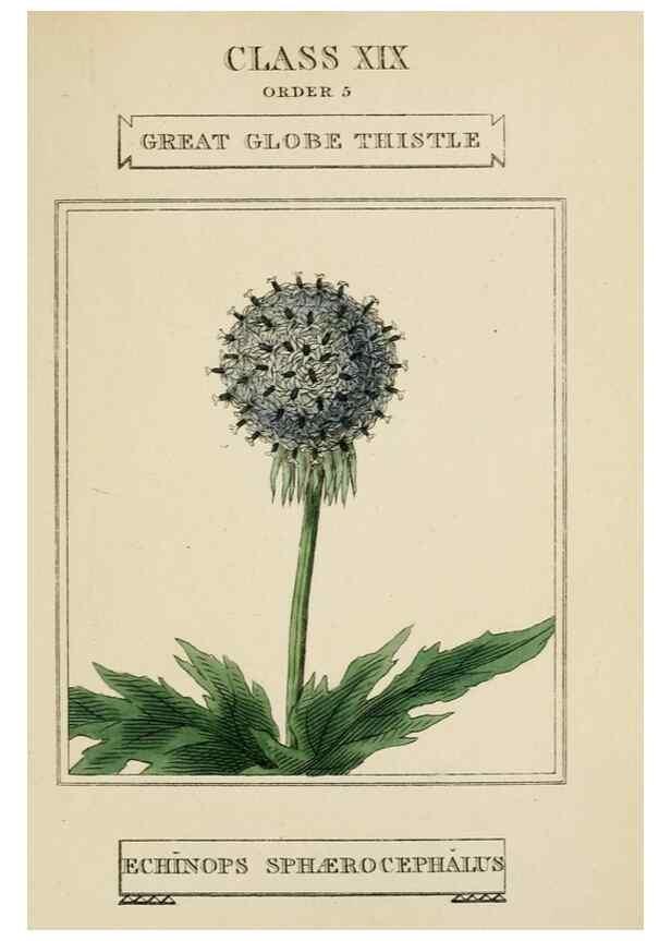 Reproducción/Reproduction 9901969533: Elements of the science of botany,. London,Printed by T. Bensley for J. Murray.1812.