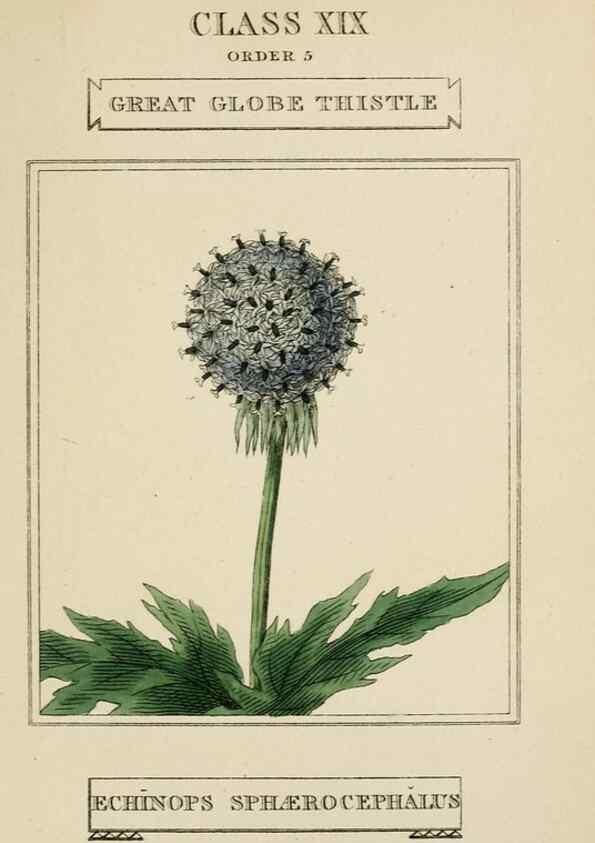 Reproducción/Reproduction 9901969533: Elements of the science of botany,. London,Printed by T. Bensley for J. Murray.1812.