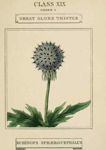 Reproducción/Reproduction 9901969533: Elements of the science of botany,. London,Printed by T. Bensley for J. Murray.1812.