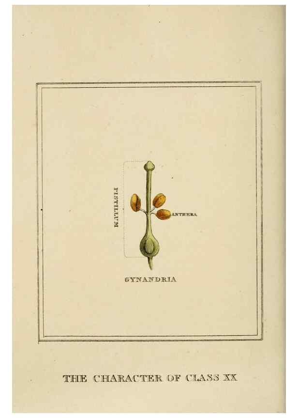 Reproducción/Reproduction 9901888394: Elements of the science of botany,. London,Printed by T. Bensley for J. Murray.1812.