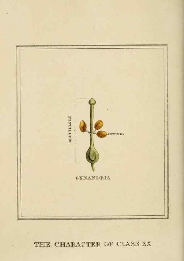 Reproducción/Reproduction 9901888394: Elements of the science of botany,. London,Printed by T. Bensley for J. Murray.1812.