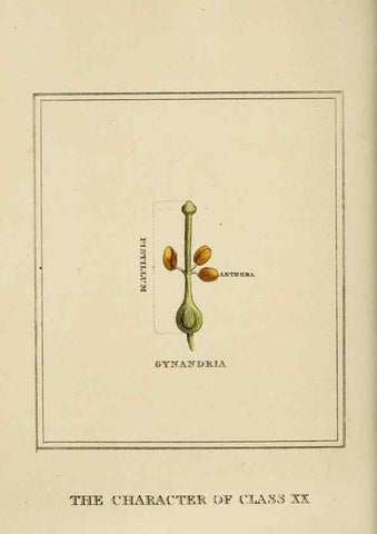Reproducción/Reproduction 9901888394: Elements of the science of botany,. London,Printed by T. Bensley for J. Murray.1812.