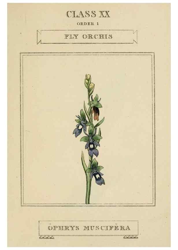 Reproducción/Reproduction 9902043825: Elements of the science of botany,. London,Printed by T. Bensley for J. Murray.1812.