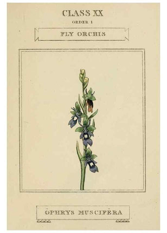 Reproducción/Reproduction 9902043825: Elements of the science of botany,. London,Printed by T. Bensley for J. Murray.1812.