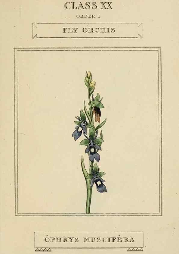 Reproducción/Reproduction 9902043825: Elements of the science of botany,. London,Printed by T. Bensley for J. Murray.1812.