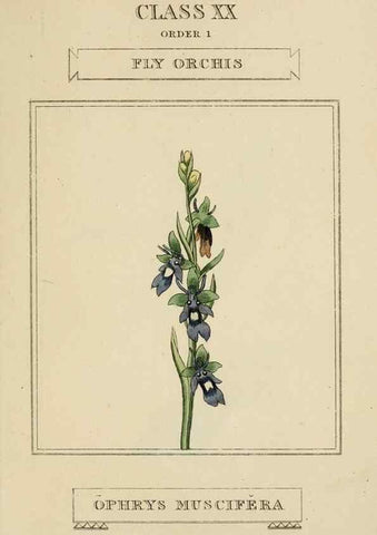 Reproducción/Reproduction 9902043825: Elements of the science of botany,. London,Printed by T. Bensley for J. Murray.1812.