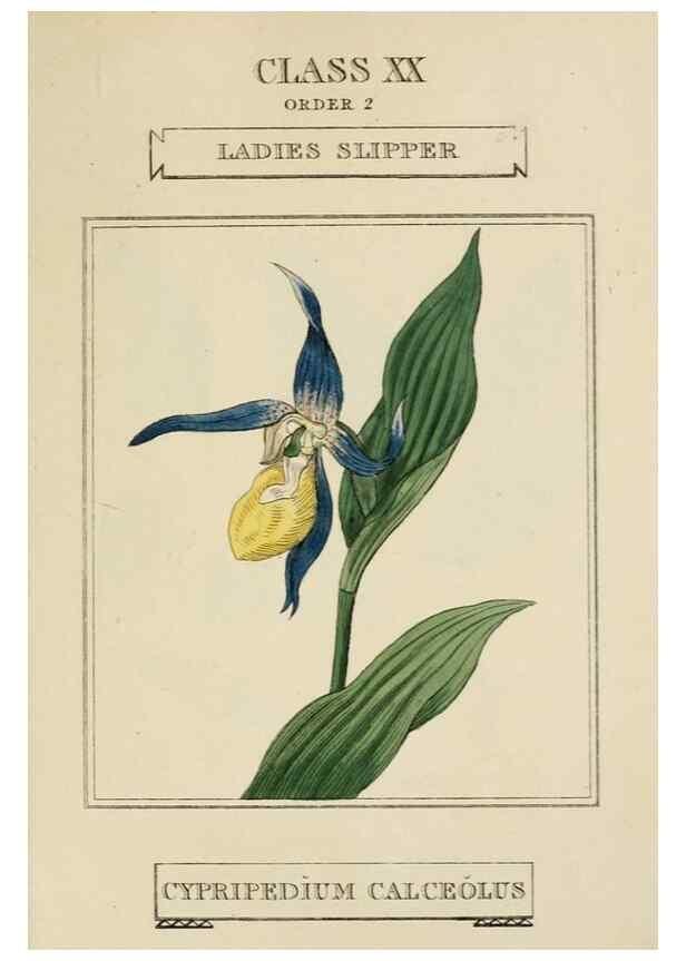 Reproducción/Reproduction 9902048095: Elements of the science of botany,. London,Printed by T. Bensley for J. Murray.1812.