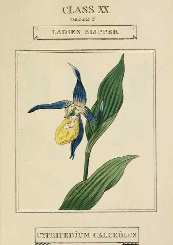 Reproducción/Reproduction 9902048095: Elements of the science of botany,. London,Printed by T. Bensley for J. Murray.1812.