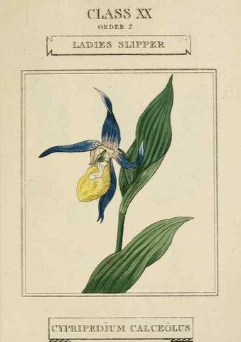 Reproducción/Reproduction 9902048095: Elements of the science of botany,. London,Printed by T. Bensley for J. Murray.1812.