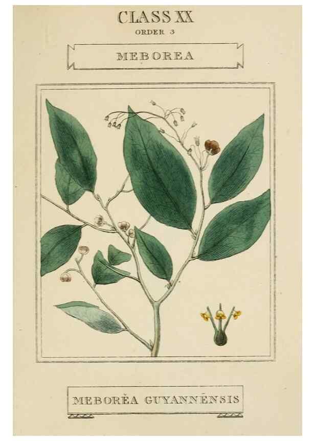 Reproducción/Reproduction 9902119054: Elements of the science of botany,. London,Printed by T. Bensley for J. Murray.1812.