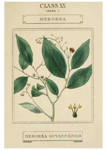 Reproducción/Reproduction 9902119054: Elements of the science of botany,. London,Printed by T. Bensley for J. Murray.1812.