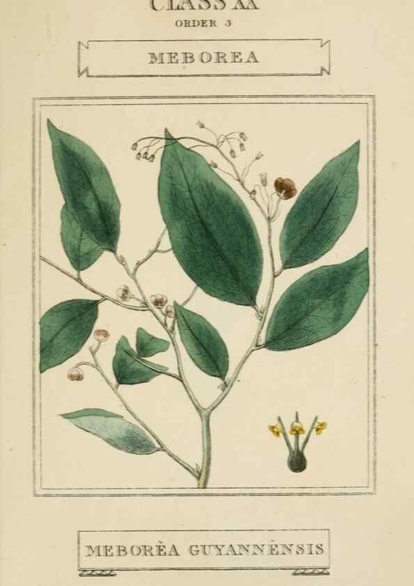 Reproducción/Reproduction 9902119054: Elements of the science of botany,. London,Printed by T. Bensley for J. Murray.1812.