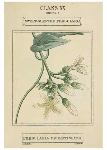 Reproducción/Reproduction 9902127824: Elements of the science of botany,. London,Printed by T. Bensley for J. Murray.1812.