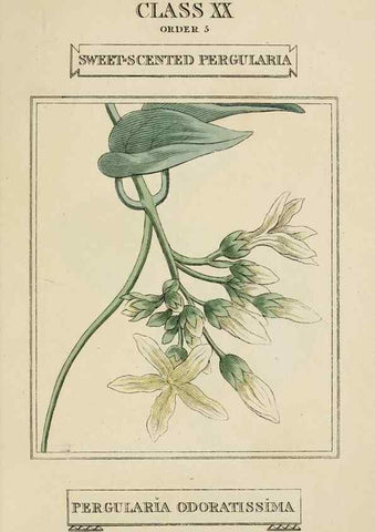 Reproducción/Reproduction 9902127824: Elements of the science of botany,. London,Printed by T. Bensley for J. Murray.1812.