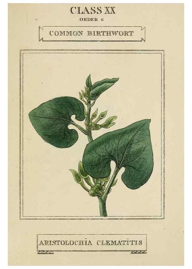 Reproducción/Reproduction 9902212613: Elements of the science of botany,. London,Printed by T. Bensley for J. Murray.1812.