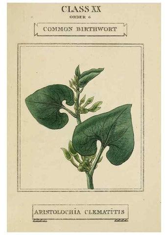 Reproducción/Reproduction 9902212613: Elements of the science of botany,. London,Printed by T. Bensley for J. Murray.1812.