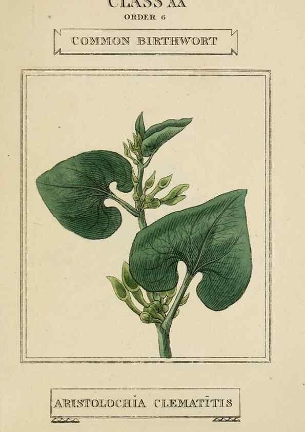 Reproducción/Reproduction 9902212613: Elements of the science of botany,. London,Printed by T. Bensley for J. Murray.1812.