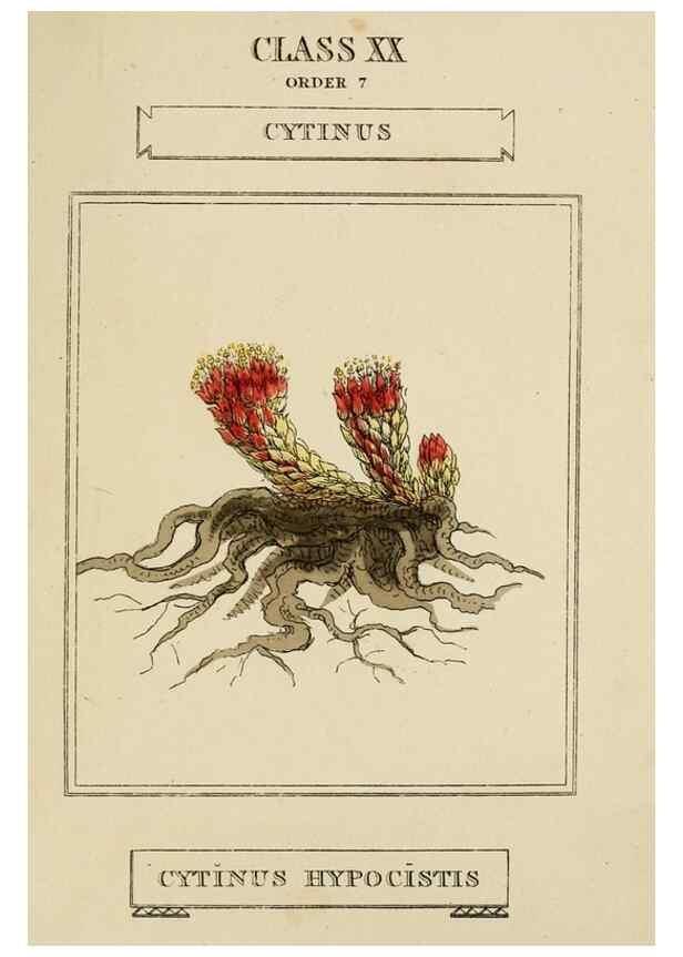 Reproducción/Reproduction 9902118636: Elements of the science of botany,. London,Printed by T. Bensley for J. Murray.1812.