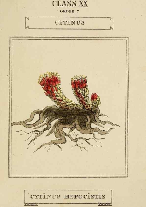 Reproducción/Reproduction 9902118636: Elements of the science of botany,. London,Printed by T. Bensley for J. Murray.1812.