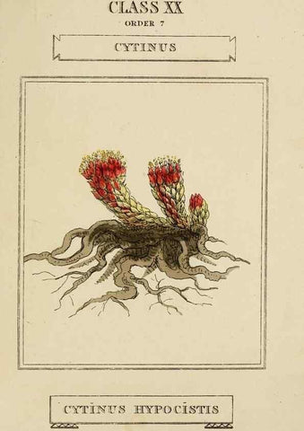 Reproducción/Reproduction 9902118636: Elements of the science of botany,. London,Printed by T. Bensley for J. Murray.1812.