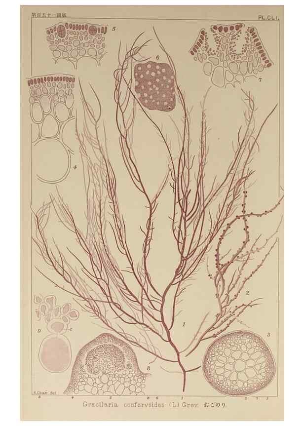 Reproducción/Reproduction 9935610853: Icones of Japanese algae.. Tokyo,Kazamashobo[1907-1942]